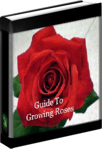 A Guide To Growing Roses - Spiritravels.com